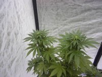 white widow update 5.jpg