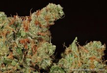 milehighgreencross-banana kush dry-14.jpg