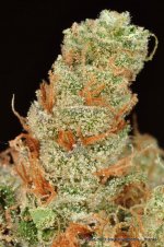 milehighgreencross-banana kush dry-27.jpg