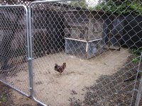 3-31-2012 Chickens 024.jpg