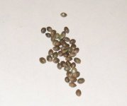 seeds.JPG