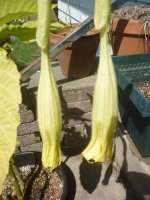 brugmansia 002 (Large).jpg