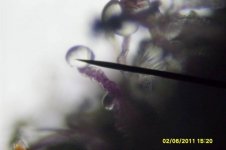 Trichome10x.jpg