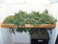 cflscrogcab_8thrun_day21v_03_kksc_canopy.jpg