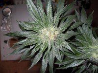 Pakistan Chitral Kush A.JPG