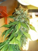 Day 67 flower 008.jpg