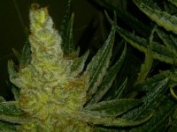 week6flower56.jpg