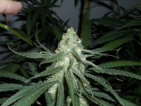 BlueDreamBud(5-12-11).jpg