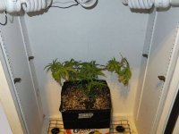 cflscrogcab_7thrun_day07v_06_c99xgkf2b_canopy_lights_off.jpg