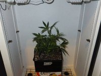 cflscrogcab_7thrun_day14v_12_c99xgkf2b_canopy_lights_off_after_prune.jpg