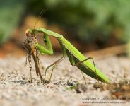 PrayingMantis06.jpg