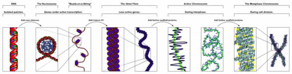 800px-Chromatin_Structures.png