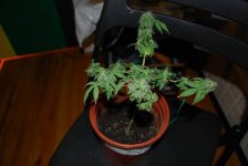 White Strawberry 5 weeks:3 weeks flower.jpg