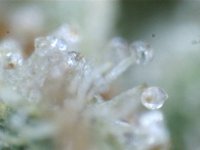 trichome1.jpg