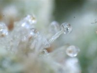 trichome2.jpg