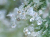 trichome3.jpg