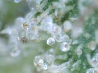 trichome4.jpg