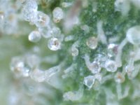 trichome5.jpg