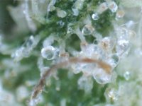 trichome6.jpg