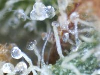 trichome1a.jpg