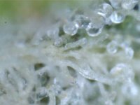 trichome1b.jpg