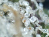 trichome1d.jpg