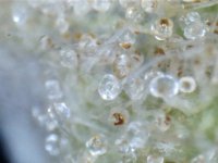 trichome1g.jpg