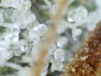 trichome1e.jpg