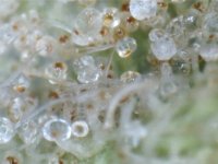 trichome1h.jpg