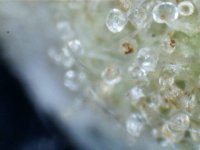 trichome1i.jpg