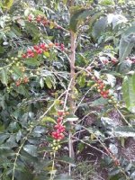 2011 coffee almost ready. I have a big job ahead. Each red fruit must be picked by hand. This is one