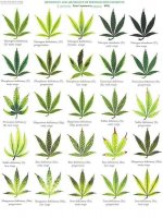 deficiency chart