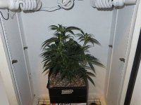 cflscrogcab_7thrun_day21v_06_c99xgkf2b_canopy_lights_off.jpg