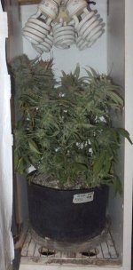 cflwhitecab_6thrun_day66f_03_kksc_in_cab_lights_off.jpg