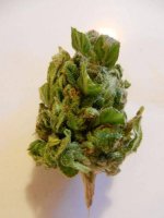 GFHX9 bud resize.jpg