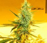 SSSD Indica-2.jpg