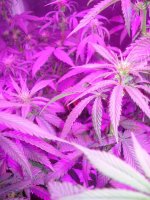 week-two-beginning-marijuana-cannabis 026.jpg