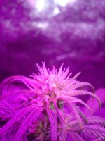 week-two-beginning-marijuana-cannabis 012.jpg