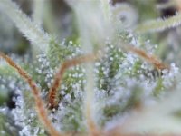 Cloudy Trichome.jpg