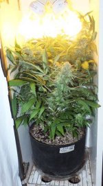 cflwhitecab_6thrun_day42f_02_kksc_in_cab_closeup01.jpg