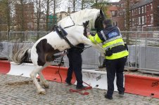 horse-humps-gardai.jpg