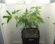 cflscrogcab_8thrun_day00v_03_kksc_canopy.jpg