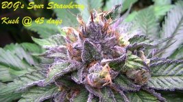 BOG's Sour Strawberry Kush @ 45 days