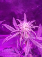 10-17updates-led-grow-show 003.jpg