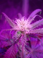 10-17updates-led-grow-show 007.jpg