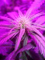 10-17updates-led-grow-show 008.jpg