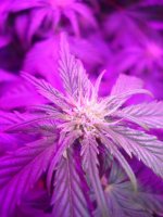 10-17updates-led-grow-show 011.jpg