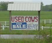 used-cows.jpg