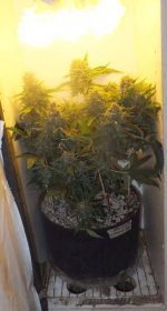 cflwhitecab_7thrun_day68f_02_c99xswl_in_cab_closeup01.jpg