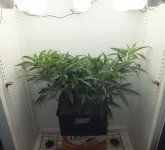 cflscrogcab_7thrun_day28v_03_c99xgkf2b_canopy.jpg